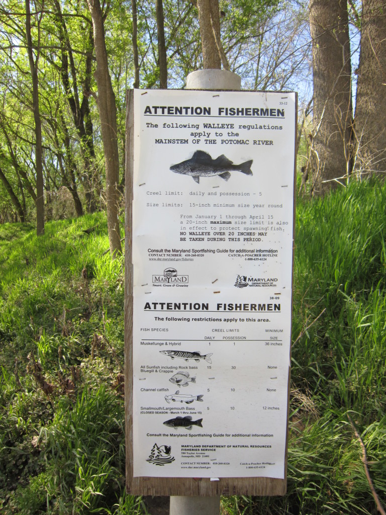 Potomac River Fishing Information