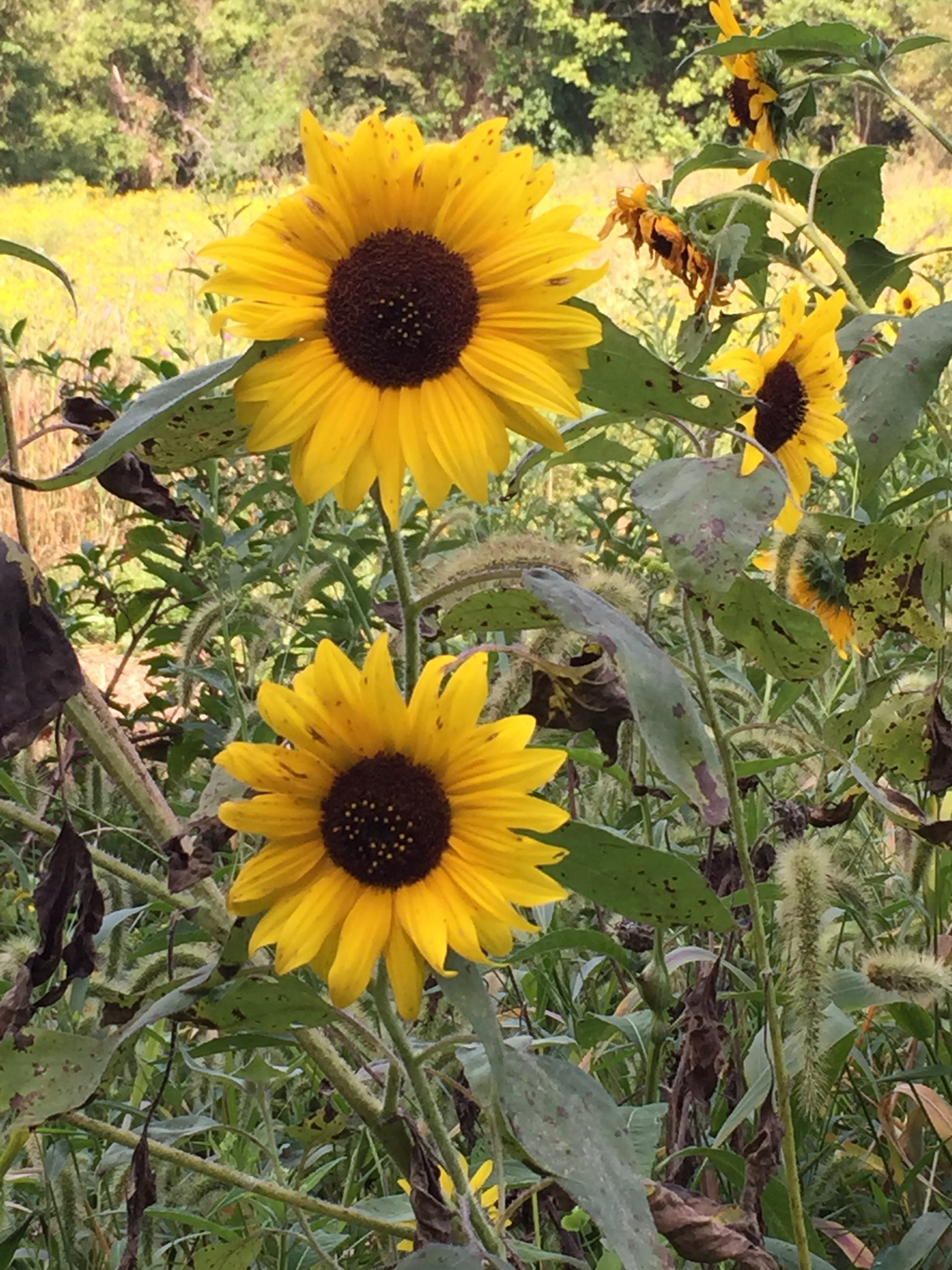 Sunflowers in the Field